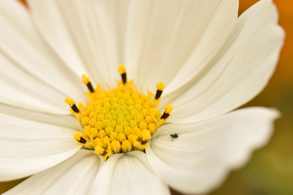white daisies in a field landscape