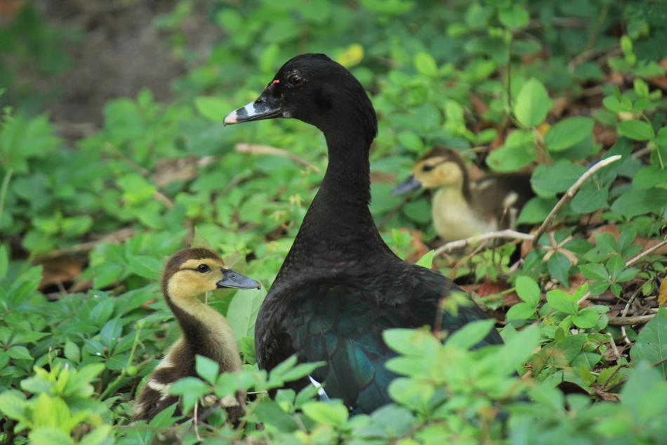 Duck Duckling Nature