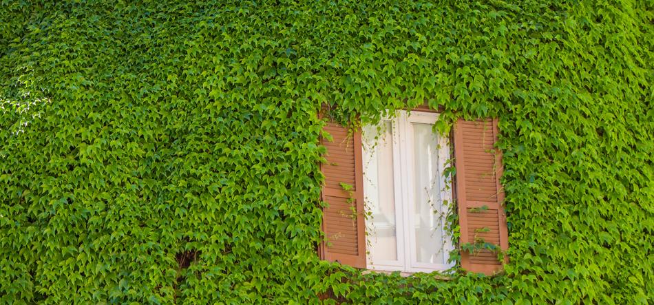 Rome Window Green