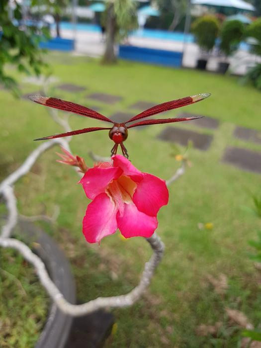 Dragonfly Red Flower in summer garden
