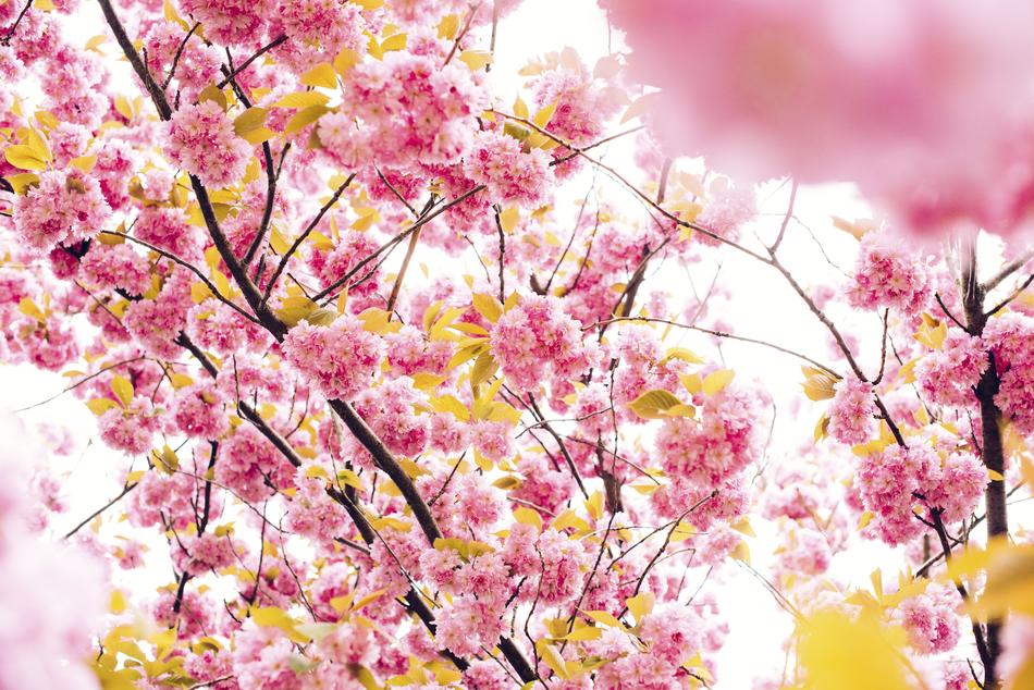 beautiful flowers in a field landscape