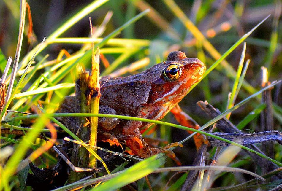 Frog Tree Amphibians