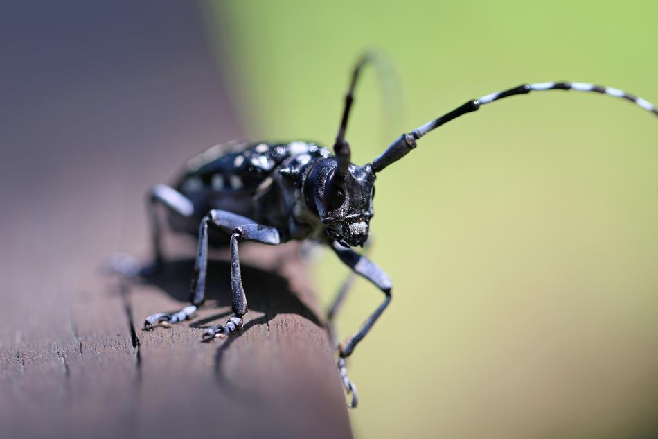 Natural Insects in Park