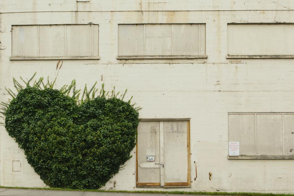 heart shape shrub at grunge building
