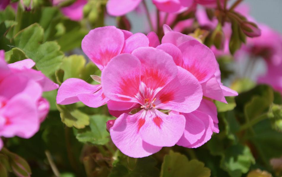 Flowers Rose Geranium Were
