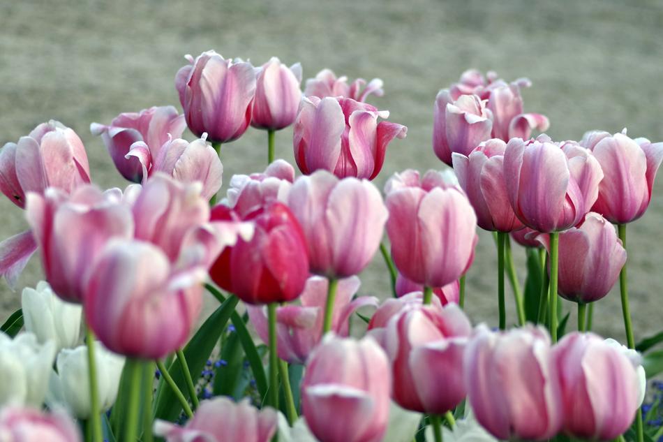 many tulips in the garden landscape