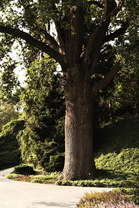 tall tree in green grass