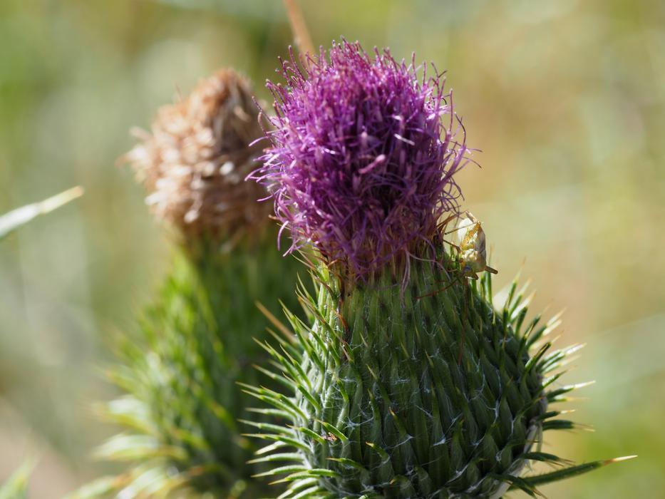 Thistle flora macro view