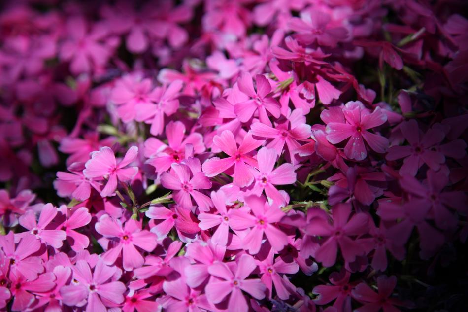 colorful flowers in the sunlight