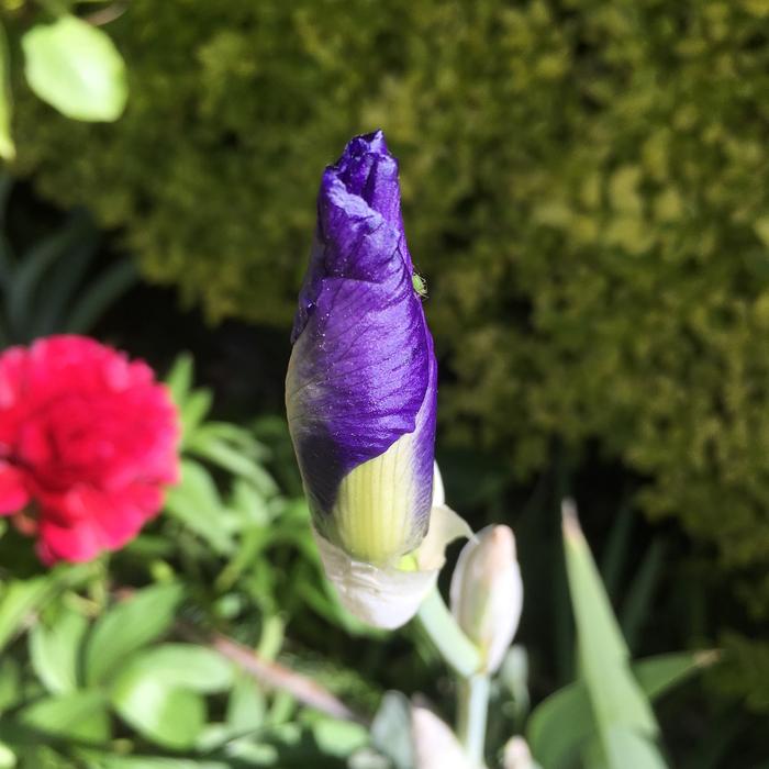 Iris Gladioli Spring flower