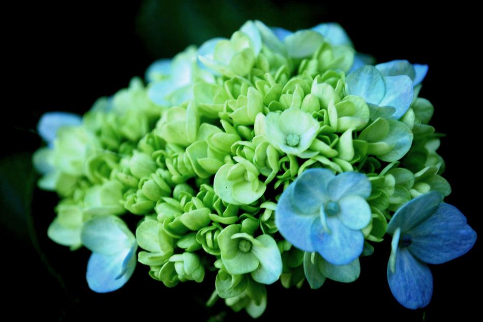 green flower in the dark