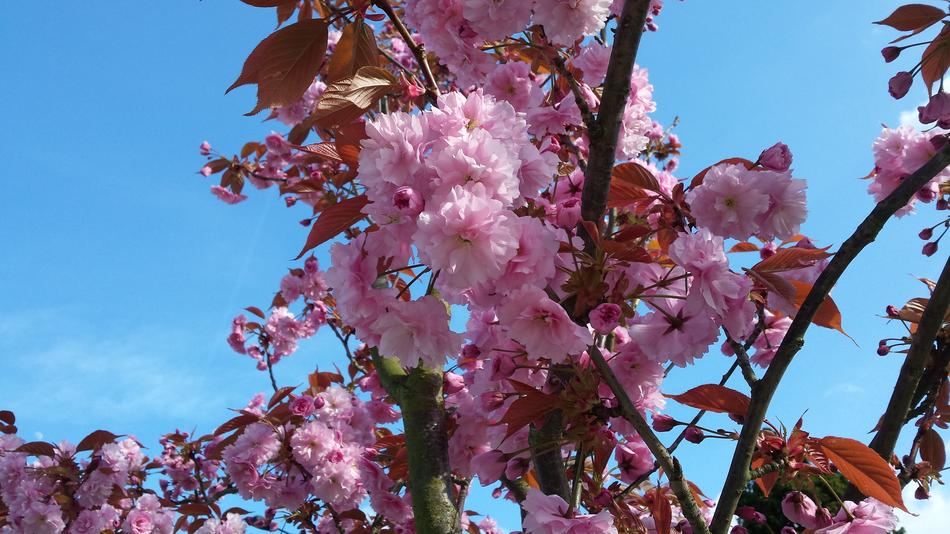 spring pink beautiful landscape