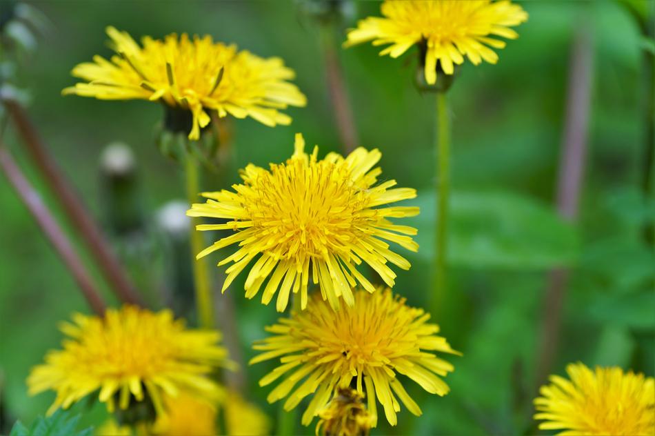 Dandelion Yellow Spring