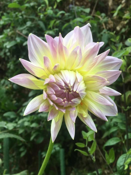 Pink and Yellow Flower blossom