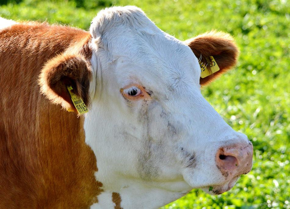 portrait of Cow Beef Ruminant
