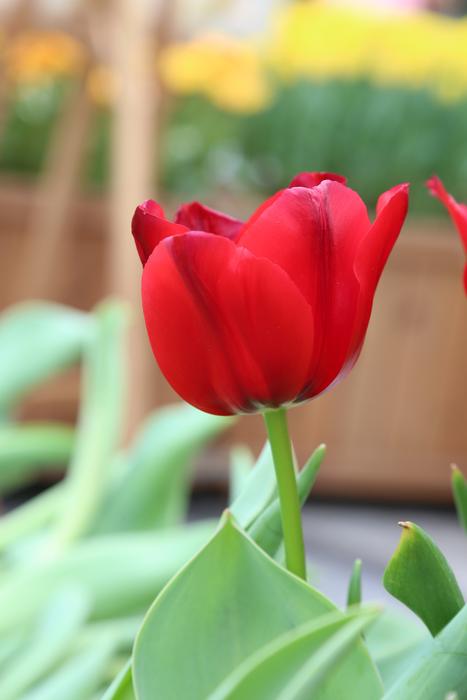 Red Tulip Flower in the garden