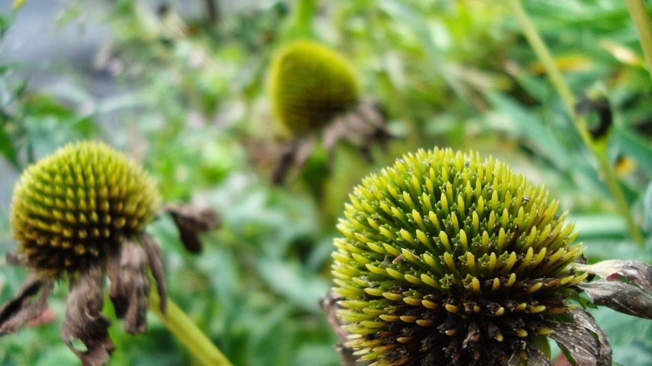 Green Flower Summer