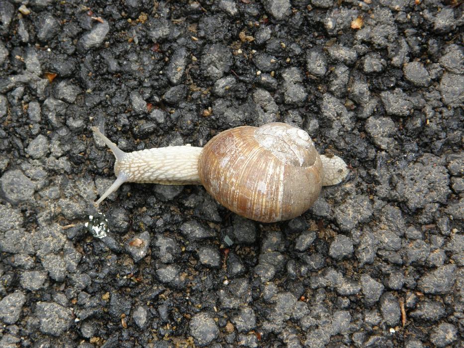 snail on the ground in rainy weather