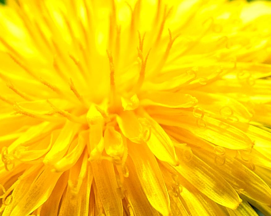 Yellow Flower Close Up