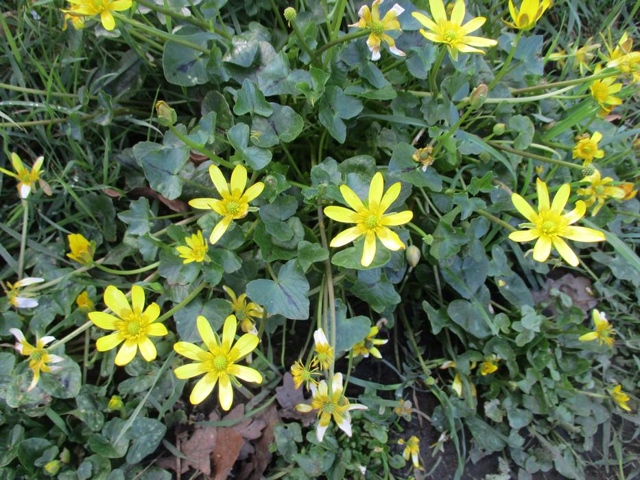 Flowers Weeds Daisies Wild free image download