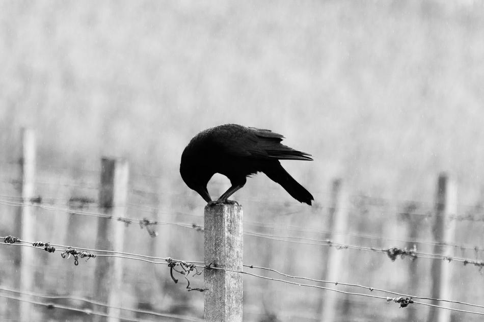 black Bird Animal on Fence