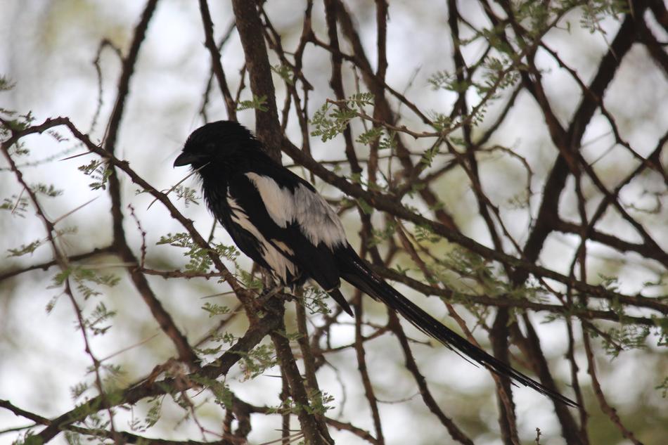 Bird Trees Stem