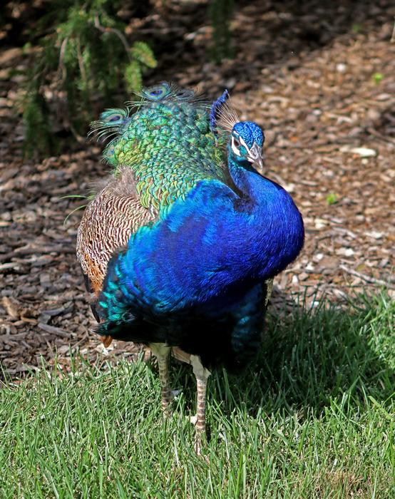 Peacock Blue Feathers