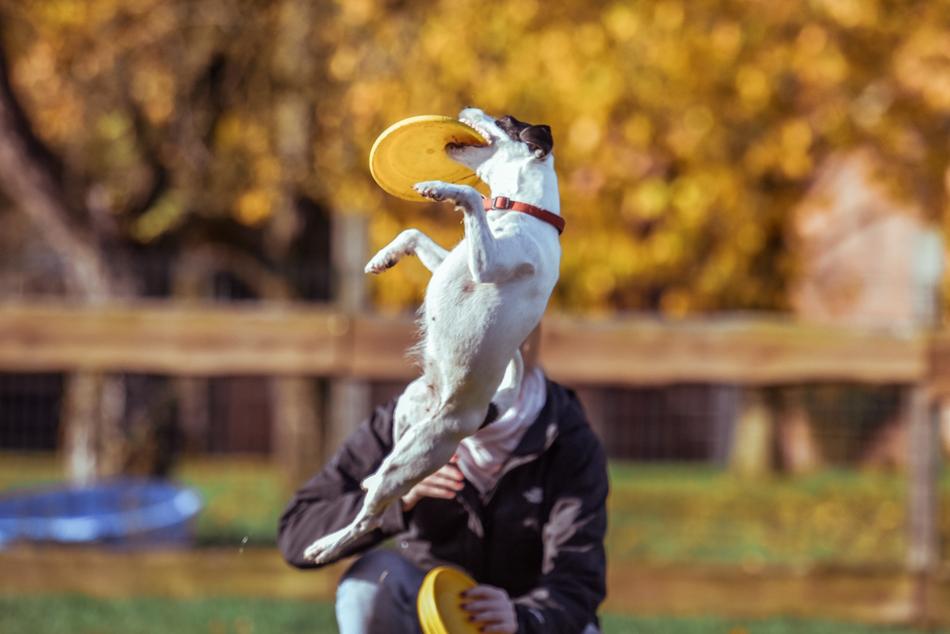 Animal Dog Catch