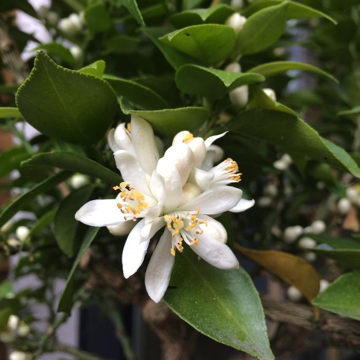 lots of white flowers on the foliage