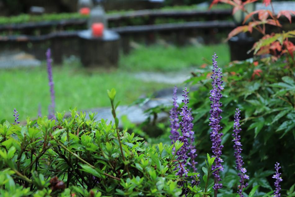 beautiful flower garden