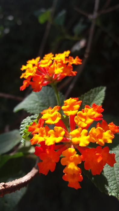 red and yellow Flowers in Nature