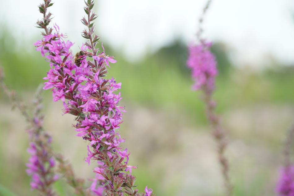 pink flowers in a field of green