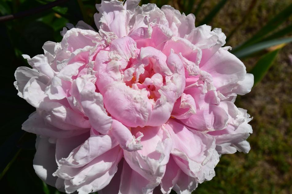 Peony Pink Flower