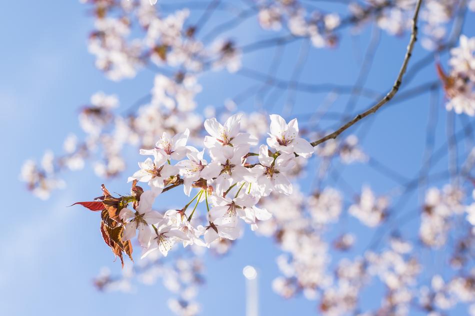 Sakura Cherry Tree