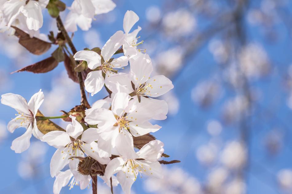 little white flowers on a branch against a blue sky.