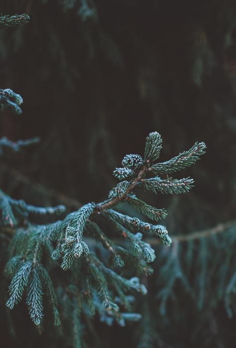 green plants on a branch landscape
