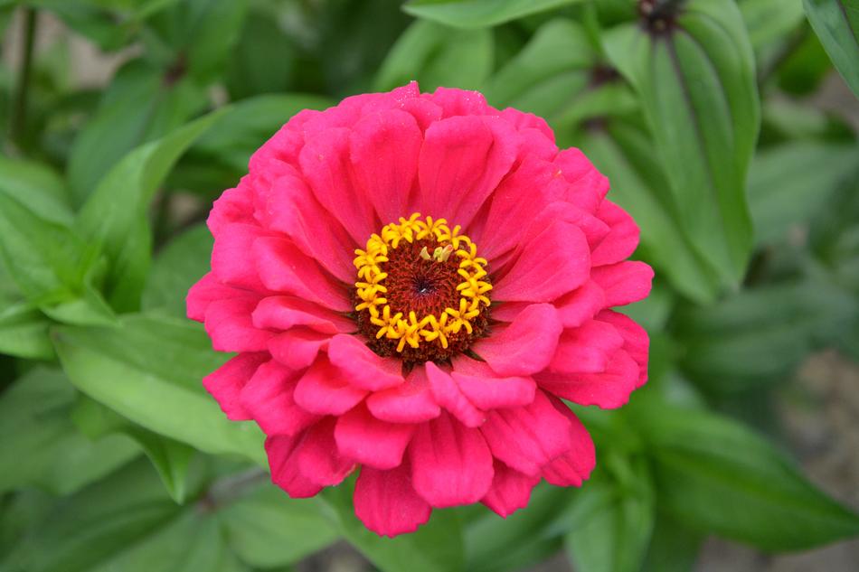 Pretty pink Flower in nature