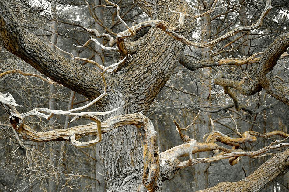 Dead Tree Grove Plants