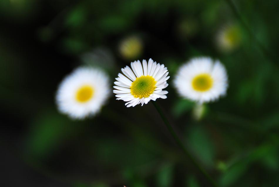 white daisies on green leaves