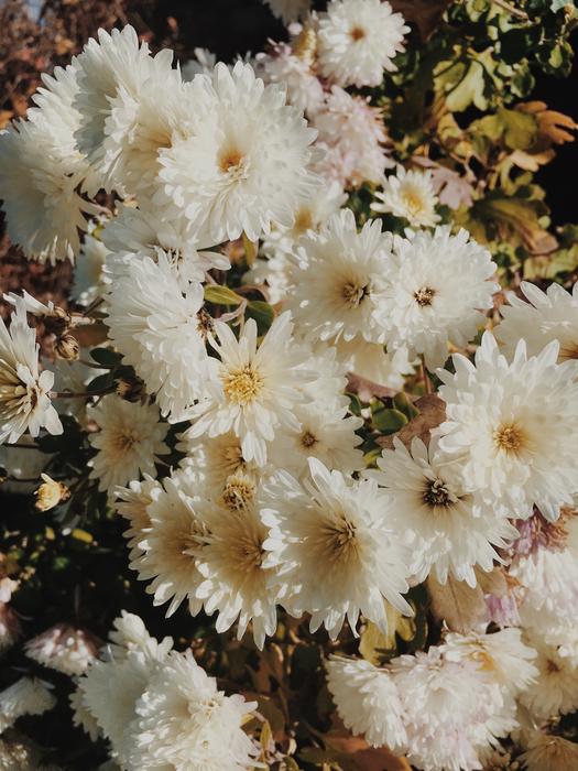 a bunch of white flowers