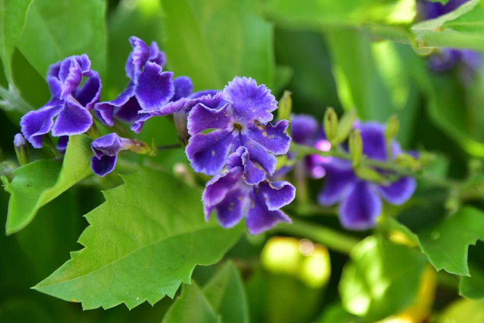 Israeli Summer blue flowers