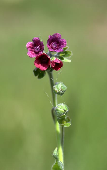 Violet Bell Wild Flower