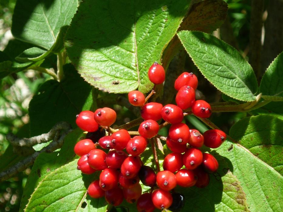 Berries Grape Bush
