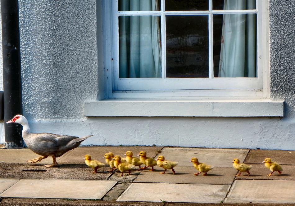 Ducks Ducklings Walking