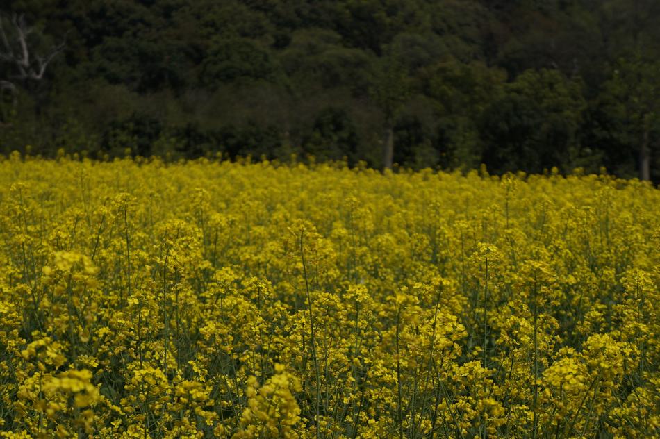 Home Ye Tian field