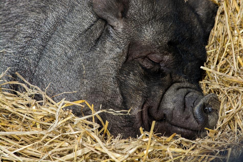 Livestock Animal Straw