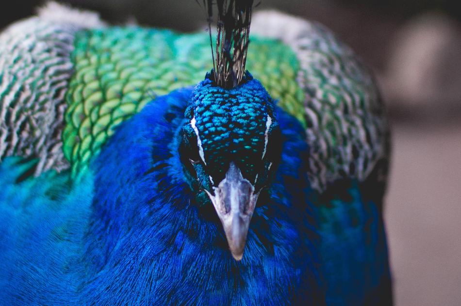 blue peacock Bird portrait