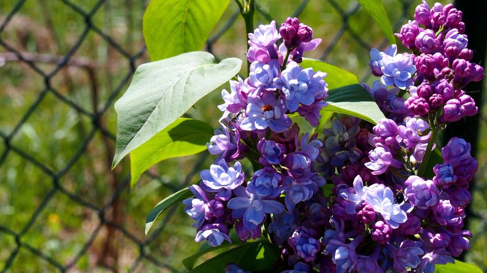 Lila Flowering