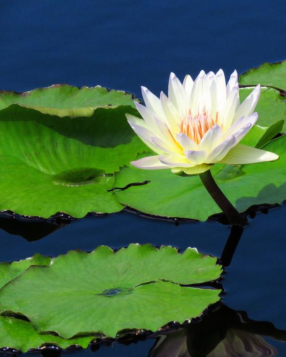 white lily in green water lilies