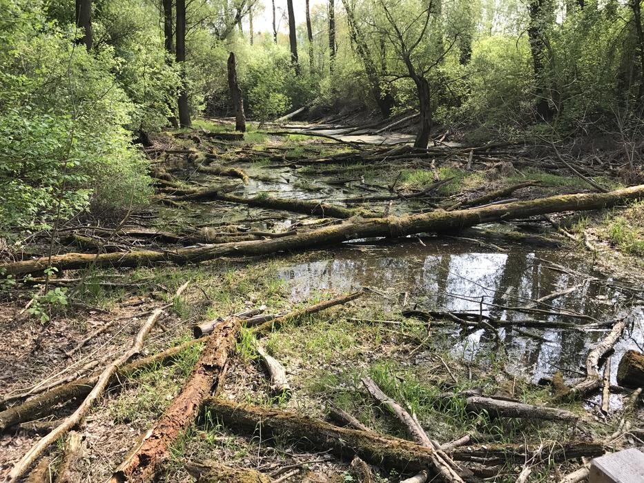 Forest floor Nature Landscape